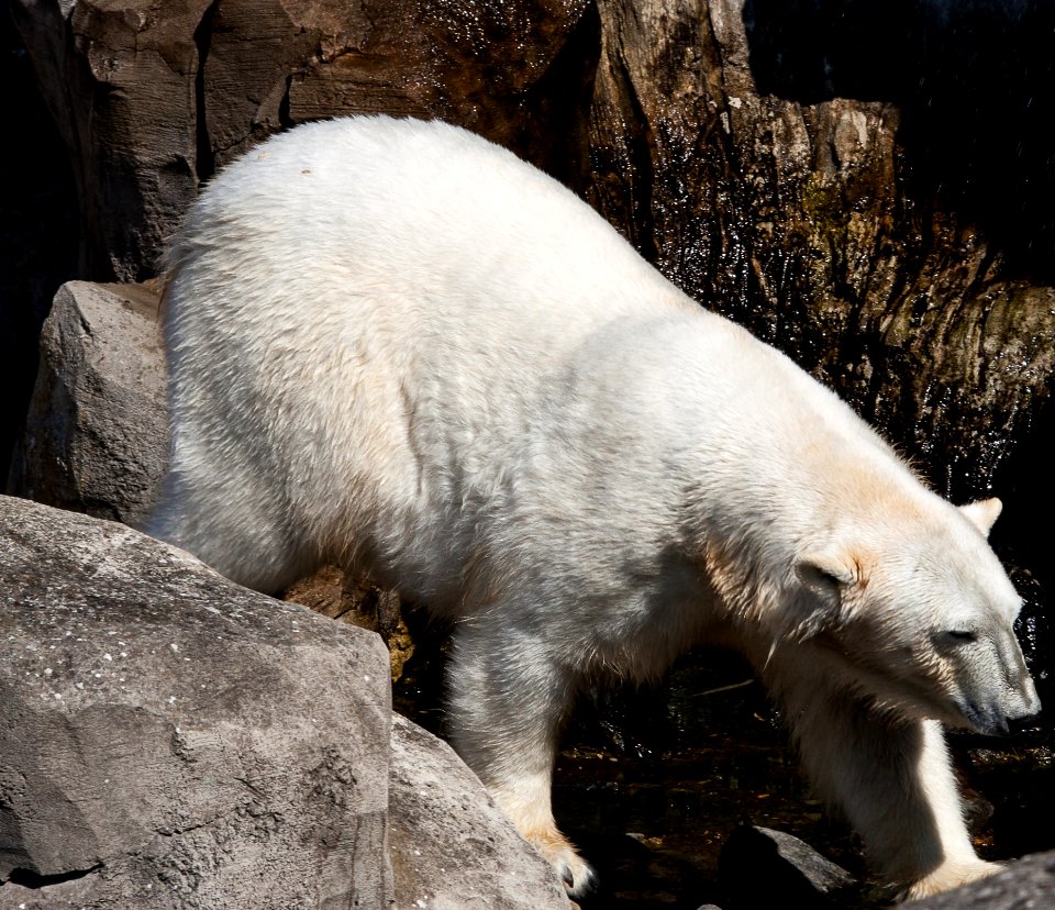 Polar Bear, Fauna, Bear, Wildlife