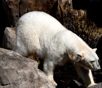 Polar Bear, Fauna, Bear, Wildlife