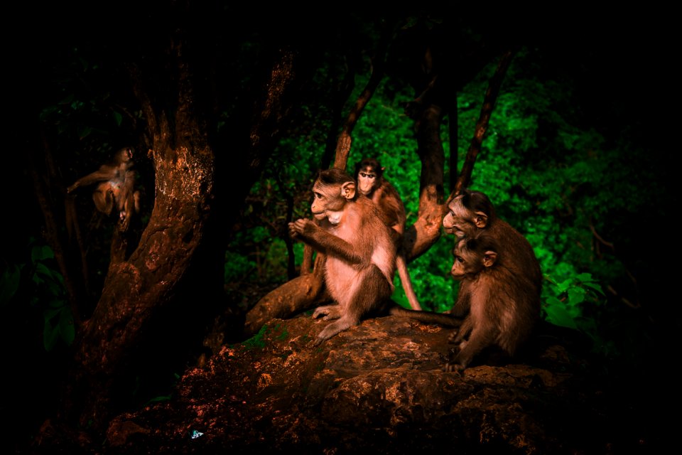 Mammal, Fauna, Wildlife, Jungle