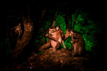 Mammal, Fauna, Wildlife, Jungle