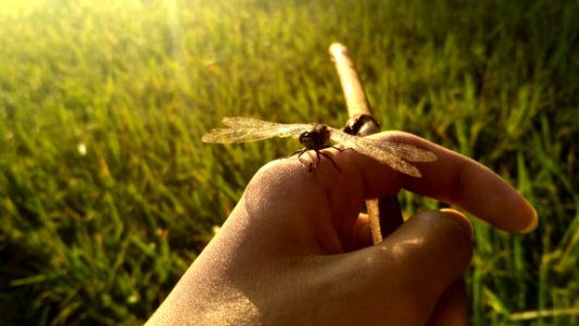 Insect, Grass, Invertebrate, Close Up