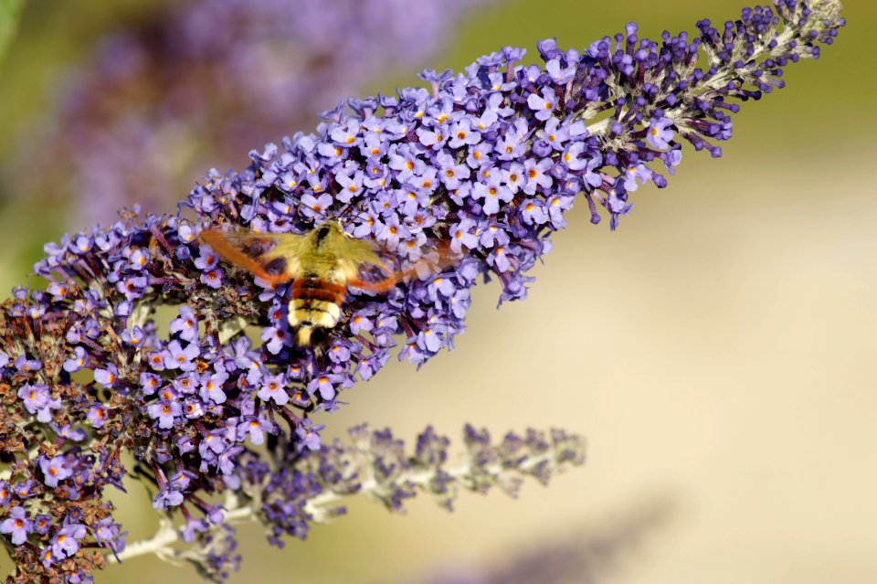 Lilac, Lavender, Purple, English Lavender