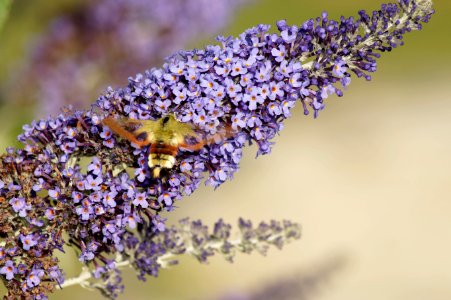 Lilac, Lavender, Purple, English Lavender