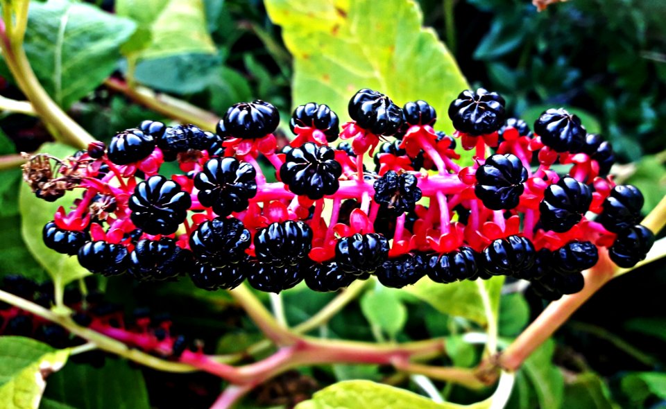 Plant, Berry, Fruit, Mulberry