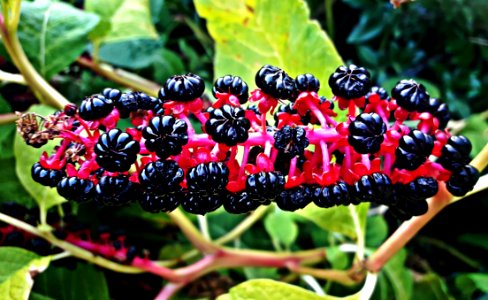Plant, Berry, Fruit, Mulberry photo