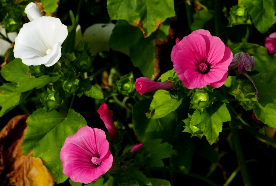 Flower, Plant, Flowering Plant, Violet Family