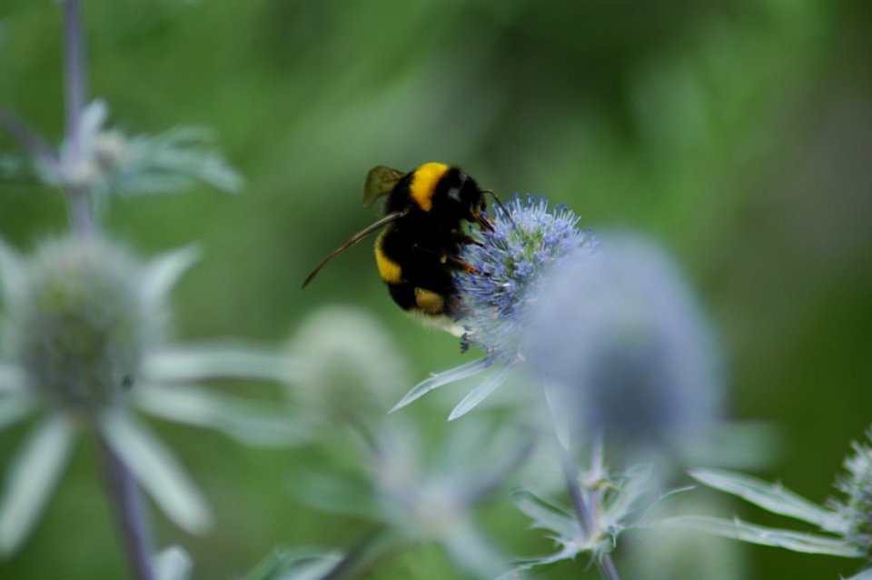 Bee, Bumblebee, Insect, Nectar