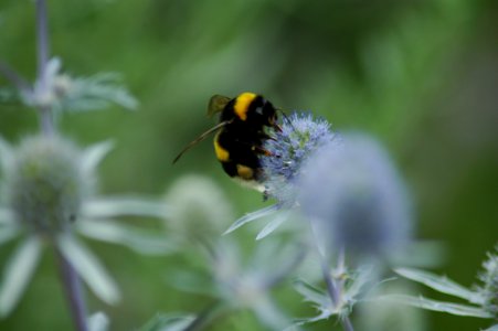 Bee, Bumblebee, Insect, Nectar