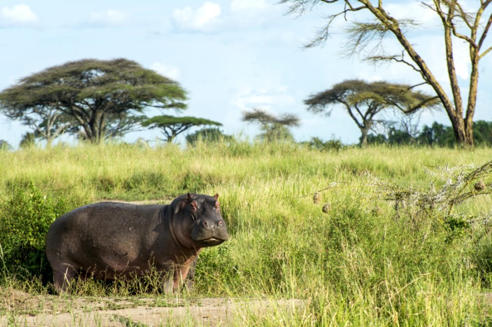 Wildlife, Grassland, Fauna, Terrestrial Animal