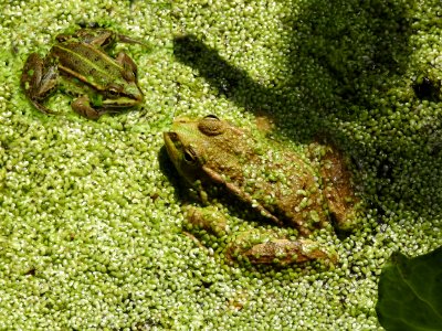 Toad, Ranidae, Amphibian, Frog photo