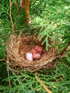 Nest, Bird Nest, Bird, Egg photo