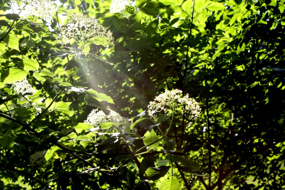 Vegetation, Leaf, Flora, Nature Reserve