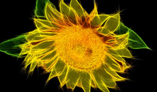 Yellow, Flower, Close Up, Flora