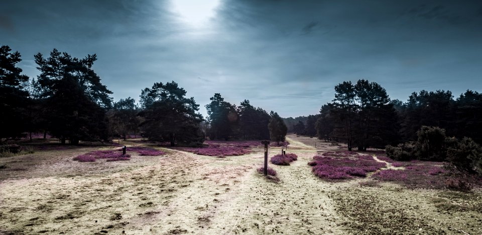 Sky, Cloud, Tree, Soil