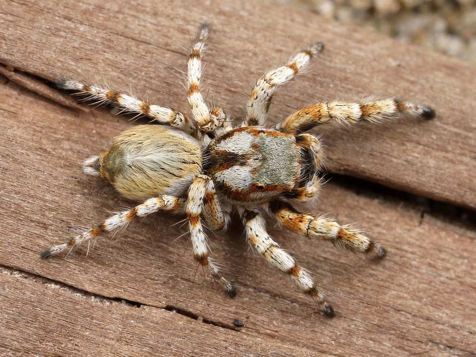 Adult male habronattus amicus