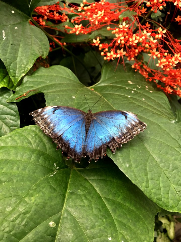 Butterfly Moths And Butterflies Insect Lycaenid