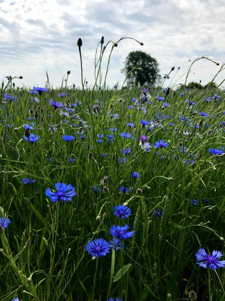 Meadow Ecosystem Wildflower Flora photo