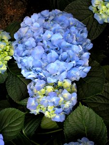 Flower Plant Blue Flowering Plant