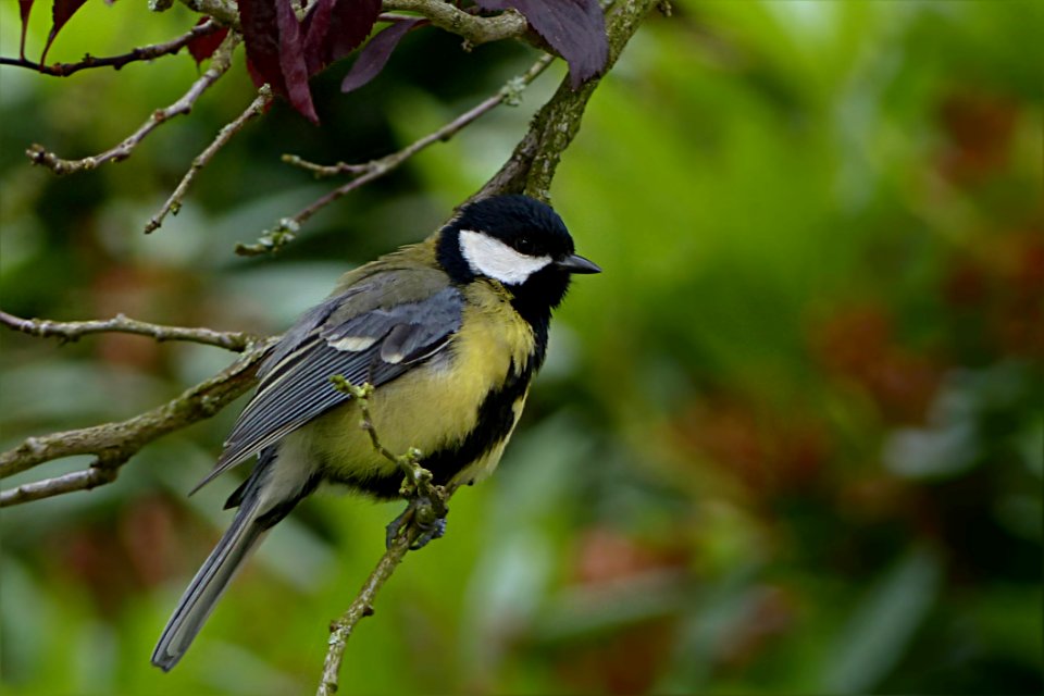 Bird Beak Fauna Branch