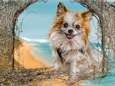 Dog Dog Breed Dog Like Mammal Pomeranian photo