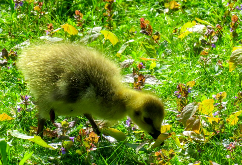 Bird Fauna Wildlife Nature Reserve
