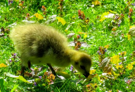 Bird Fauna Wildlife Nature Reserve