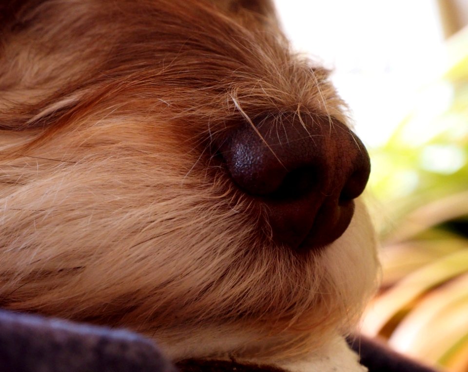 Face Nose Dog Breed Dog