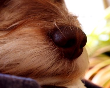 Face Nose Dog Breed Dog