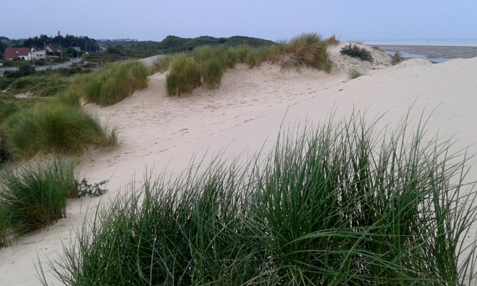 Ecosystem Vegetation Sand Dune