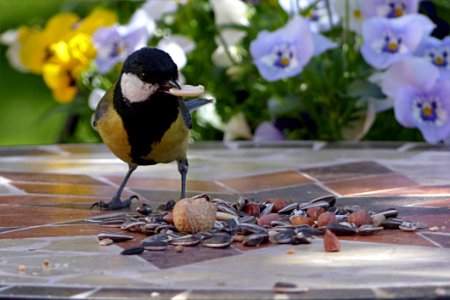 Bird Fauna Beak Perching Bird photo