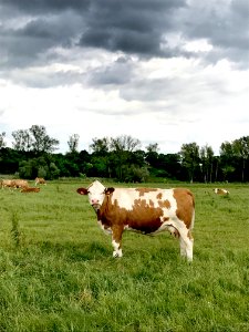 Dairy Cow Cattle Like Mammal Grassland Pasture photo