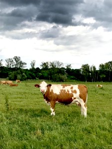 Dairy Cow Cattle Like Mammal Grassland Pasture
