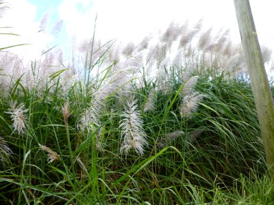 Plant Grass Ecosystem Grass Family