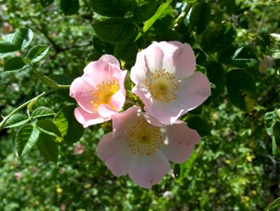 Flower Rosa Canina Rose Family Flowering Plant photo