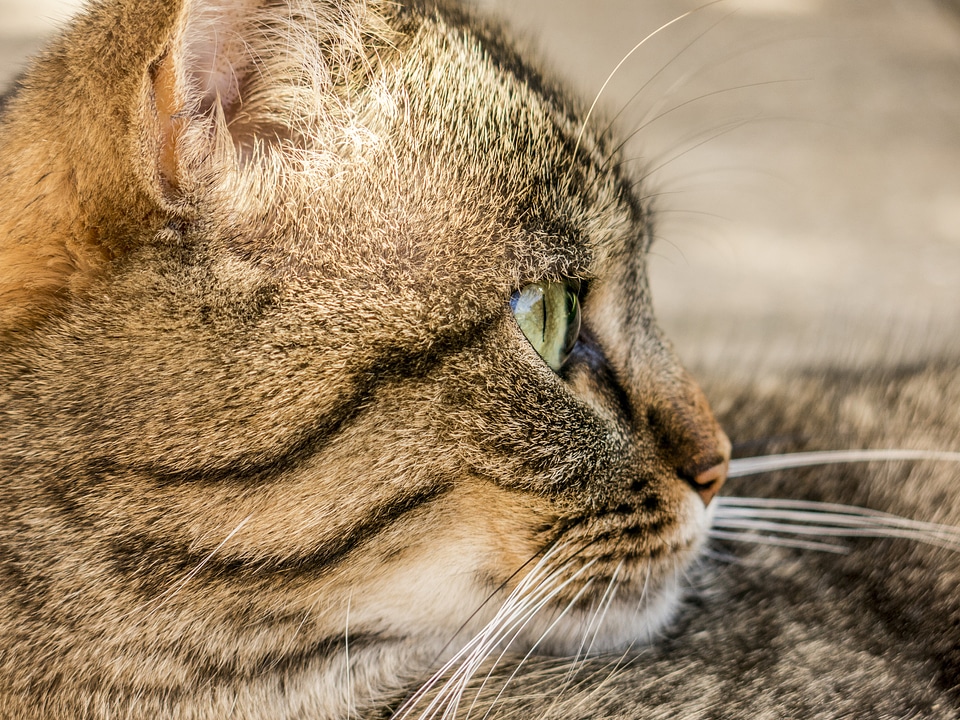 Domestic cat mieze animal world