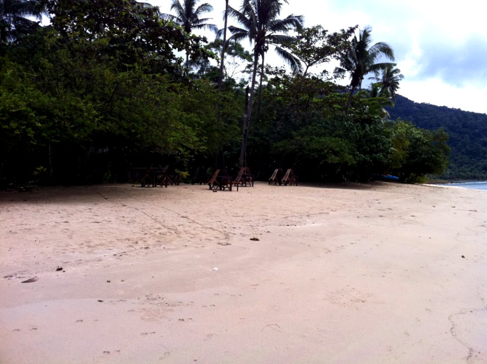 Beach Body Of Water Shore Tree