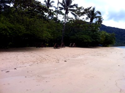 Beach Body Of Water Shore Tree photo