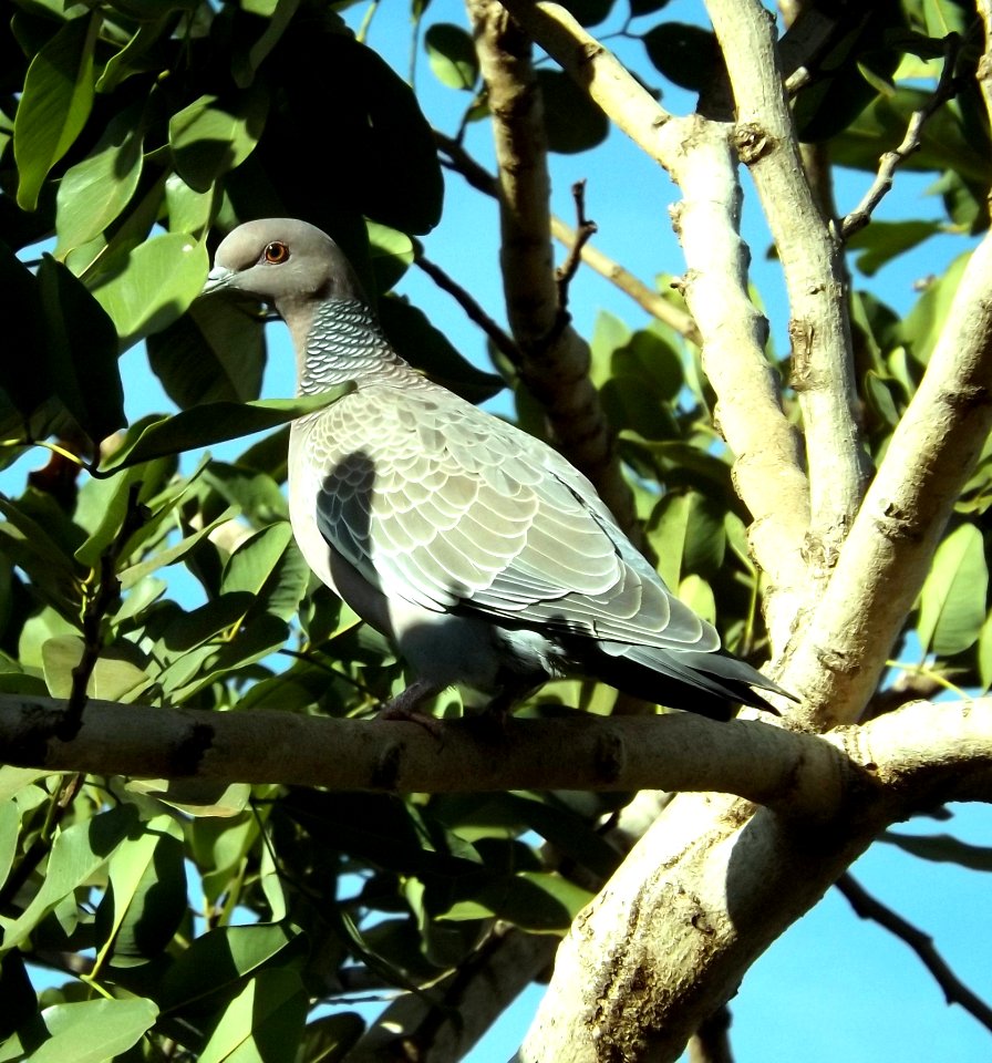 Bird Fauna Beak Branch