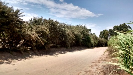 Ecosystem Vegetation Nature Reserve Shrubland photo