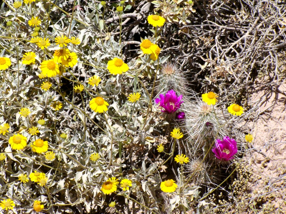Flower Flora Plant Yellow