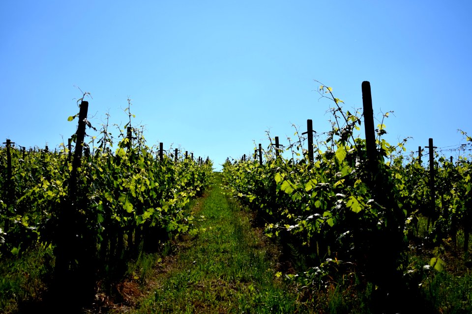 Agriculture Sky Vineyard Vegetation