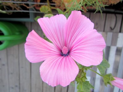 Flower Plant Pink Flowering Plant