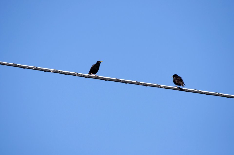 Bird Sky Fauna Beak