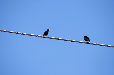 Bird Sky Fauna Beak photo