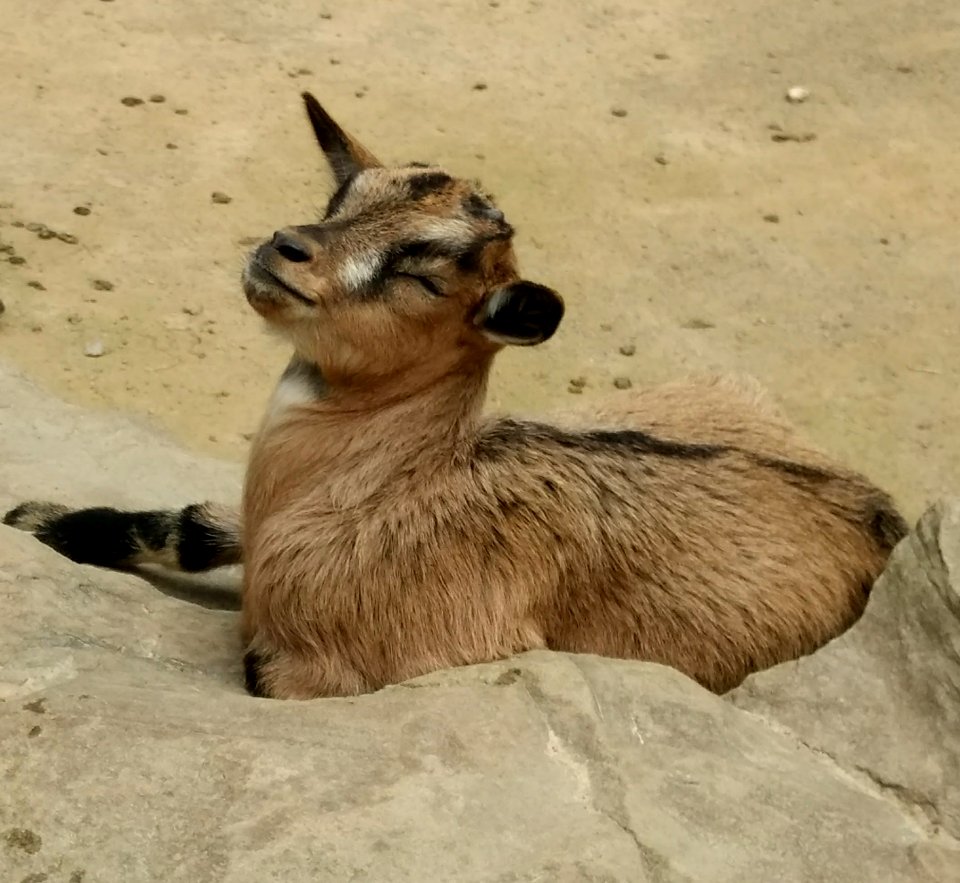 Fauna Wildlife Goats Terrestrial Animal