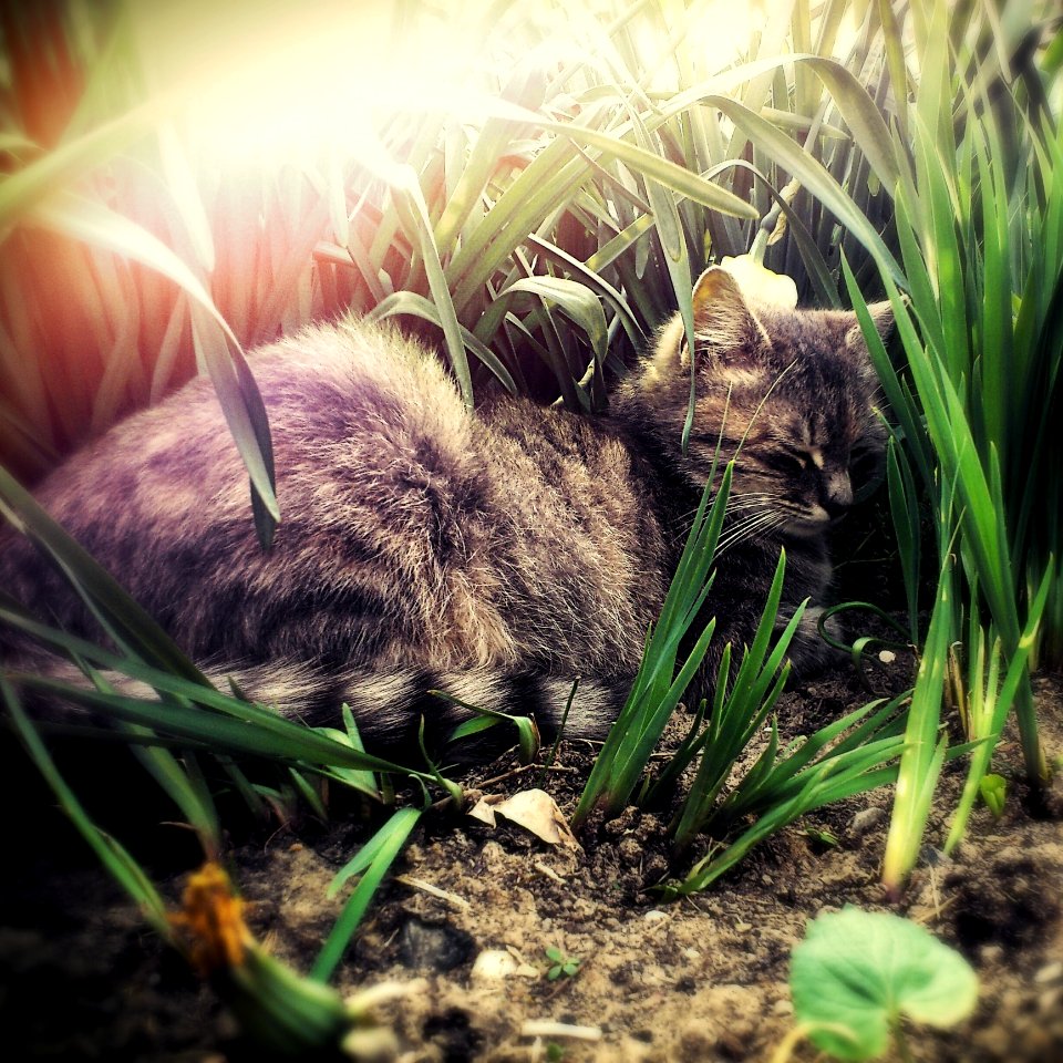 Fauna Grass Whiskers Wildlife