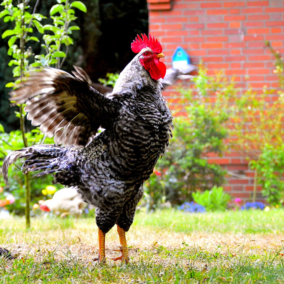 Chicken Rooster Galliformes Bird