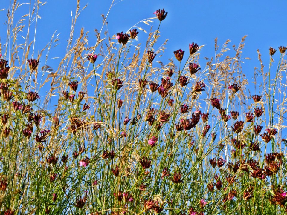 Plant Flora Vegetation Ecosystem