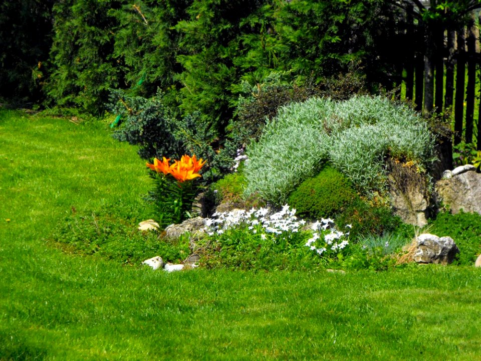 Garden Vegetation Plant Ecosystem