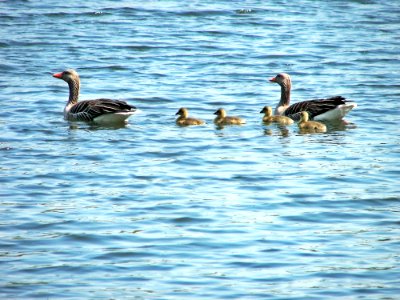 Bird Water Bird Duck Water photo